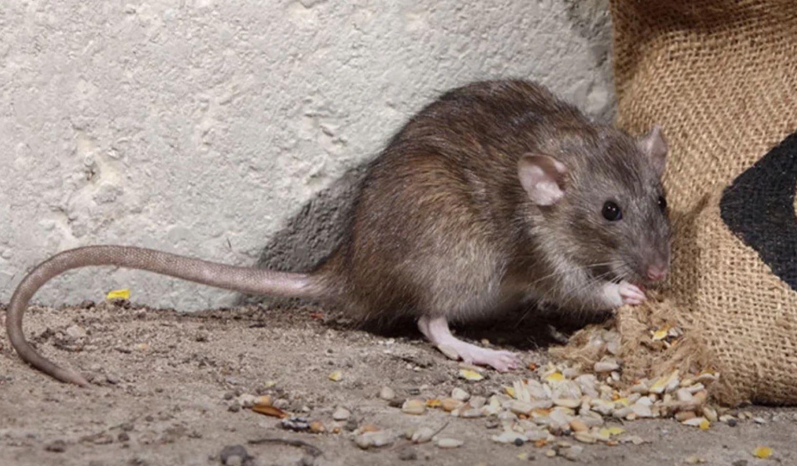 фото: Профессиональная дератизация в рабочем поселке Московской области Менделеево: <br/>+7-909-173-42-96