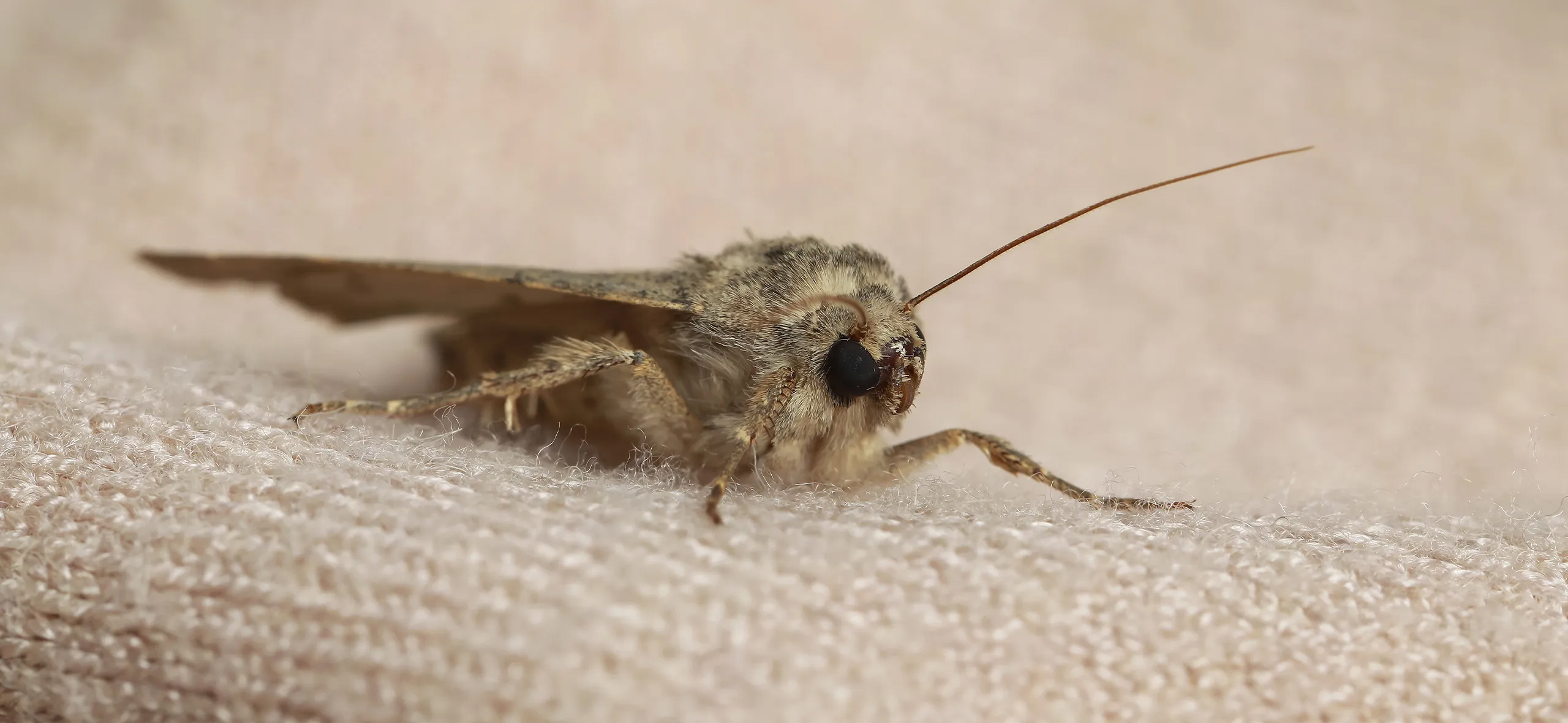 фото: Профессиональная обработка от моли в рабочем поселке Московской области Менделеево: <br/>+7-909-173-42-96